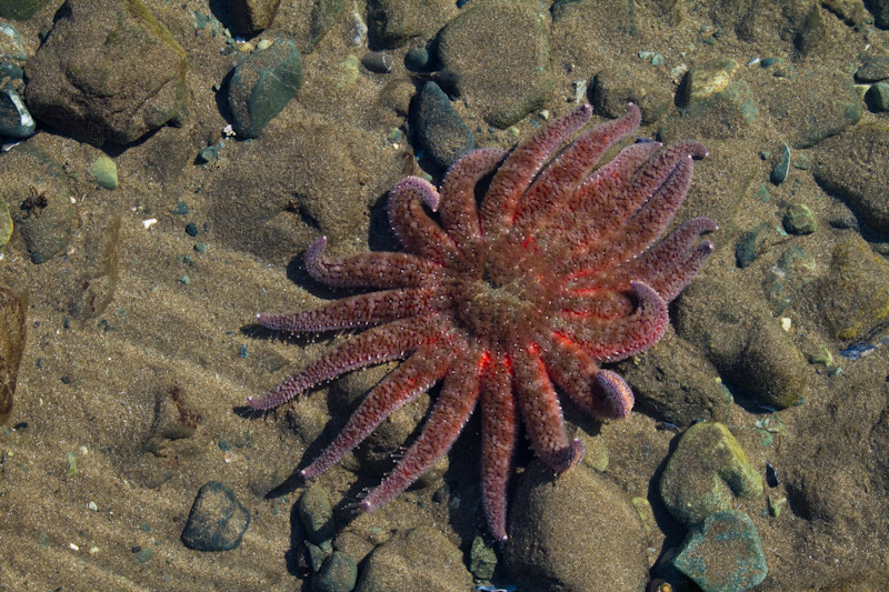 Sunflower Star In Tidepool